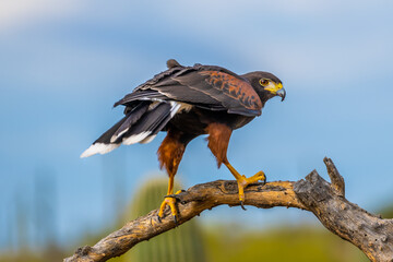 A dark brown Harris Hawk in Tucson, Arizona