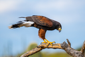 A dark brown Harris Hawk in Tucson, Arizona