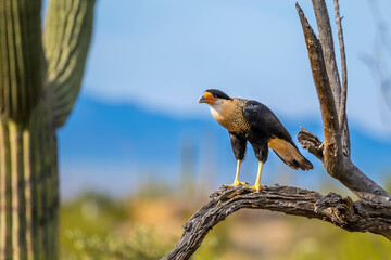 A Northern Crested Caracara in Tucson, Arizona