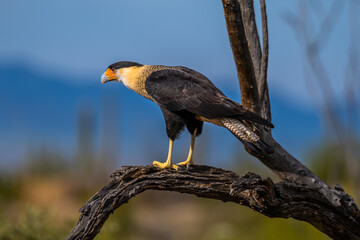 A Northern Crested Caracara in Tucson, Arizona