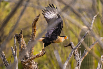 A Northern Crested Caracara in Tucson, Arizona