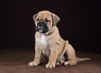 Cute little continental bulldog puppy