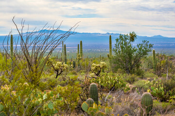Obraz premium An overlooking view of nature in Tucson, Arizona