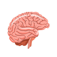 human brain organ sticker in clipart illustration