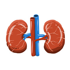 human kidney organ sticker in clipart illustration