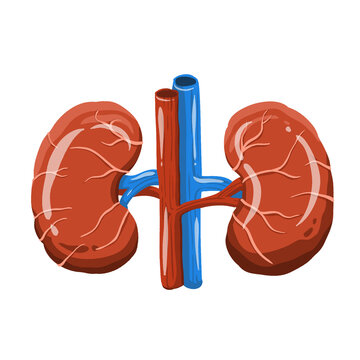 recommend clip art: human kidney organ sticker in clipart illustration