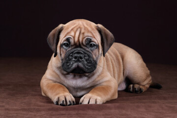 Cute little continental bulldog puppy