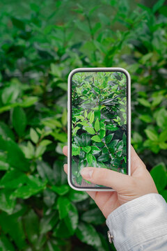 Taking pictures green leaves with mobile smart phone in the nature background,  hand using phone taking photo, identifying plants from photos, Earth Day background