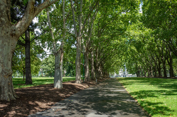Background texture of a pedestrian walkway lined with large green trees with leaves shade in an urban park. Concept of cooling vibe on hot summer day. Carlton gardens, Melbourne VIC Australia.