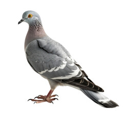 Fototapeta premium Band-tailed Pigeon PNG Cutout, Generative AI