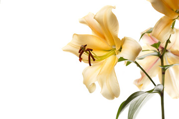 A bouquet of yellow lilies isolated on white background.