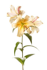 Fototapeta na wymiar A bouquet of yellow lilies isolated on white background.