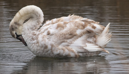 young swan on the water