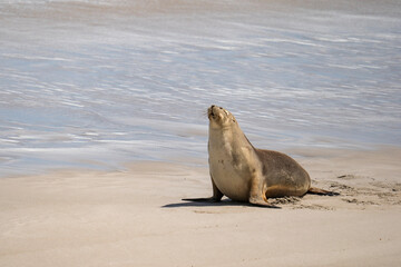 Australian fur seal at Seal Bay Conservation Park, Kangaroo Island