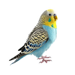 Fototapeta premium Budgerigar PNG Cutout, Generative AI
