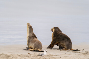 Australian fur seal at Seal Bay Conservation Park, Kangaroo Island