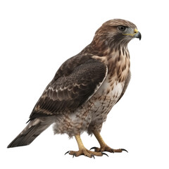 Obraz premium Buzzard PNG Cutout, Generative AI