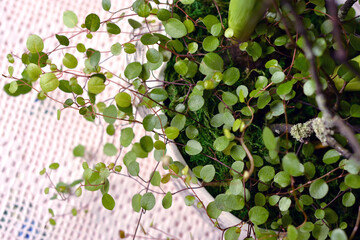 Muhlenbeckia Close-up in a pot