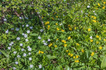 Beautiful Wood anemone and Yellow wood anemone in early spring