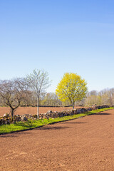 Sown field by a stone wall and spring green trees in a rural landscape