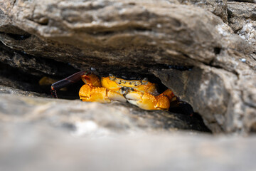 Crab hiding under a rock