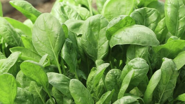 Close-up of spinach grown in beds. Green leaves move in the wind.