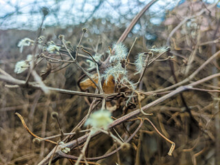 dry grass on the fence. white fluff on the grass. white seeds of dry grass.