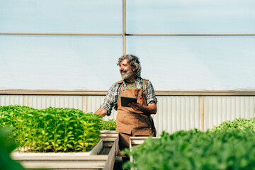 Farmer senior man working in his farm and greenhouse - 733664156
