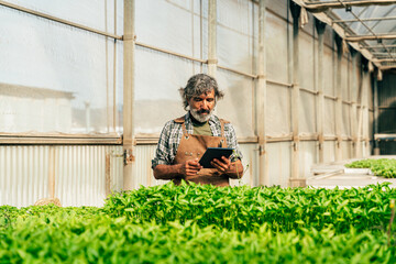 Farmer senior man working in his farm and greenhouse - 733664164