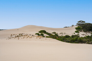 Sand dune in Little Sahara, Kangaroo Island