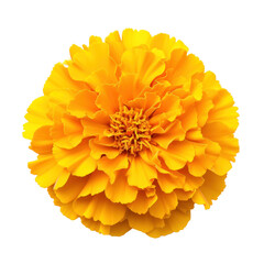 yellow marigold flower on transparency background PNG