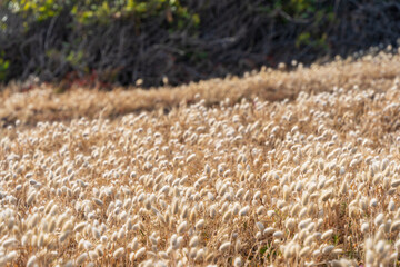 Field of hare's tail grass on Granite Island