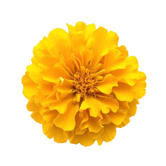 yellow marigold flower  on transparency background PNG