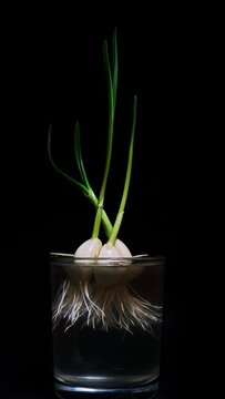Time Lapse of growing green sprout from garlic isolated on black background. Vertical video