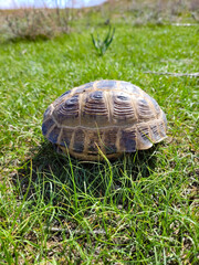 A steppe tortoise hid in its shell out of fear