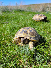 A pair of steppe turtles in a picturesque meadow