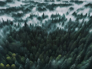 forest, fir-trees, fog, altitude, clouds