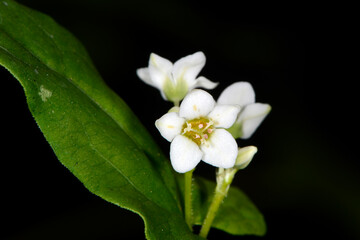 Buchweizen,  Fagopyrum esculentum