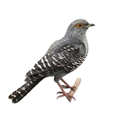 Fototapeta premium Cuckoo PNG Cutout, Generative AI