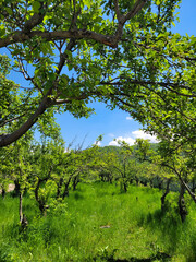 A bright and sunny day in a young apple orchard on top of a hill.