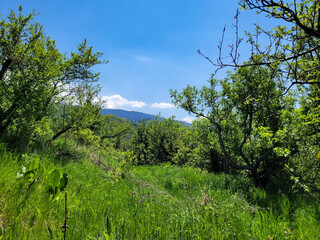 A bright and sunny day in a young apple orchard on top of a hill.