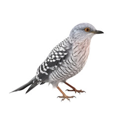 Fototapeta premium Cuckoo PNG Cutout, Generative AI