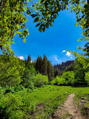 A clearing hidden from prying eyes, surrounded by dense forest. Maybe this is a magical clearing in a magical forest?
