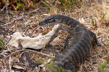 Wild goanna on Kangaroo Island