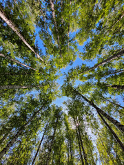 An interesting view from below at the lush crowns of trees. This view, full of freedom, gives rise to the desire to fly