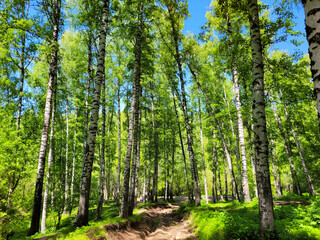 Fototapeta premium Birch forest. You can get lost among the thin tall trunks and wander for a long time through the green glades, looking at the uniqueness of these trees.