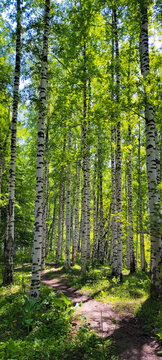 Birch forest. You can get lost among the thin tall trunks and wander for a long time through the green glades, looking at the uniqueness of these trees.