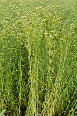 Leinen, Leinsamen, Öllein, Linium usitatissimum L.,Lagernde Kultur während der Samenkapselbildung