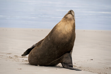 Fototapeta premium Australian fur seal at Seal Bay Conservation Park, Kangaroo Island