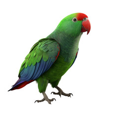 Eclectus Parrot PNG Cutout, Generative AI